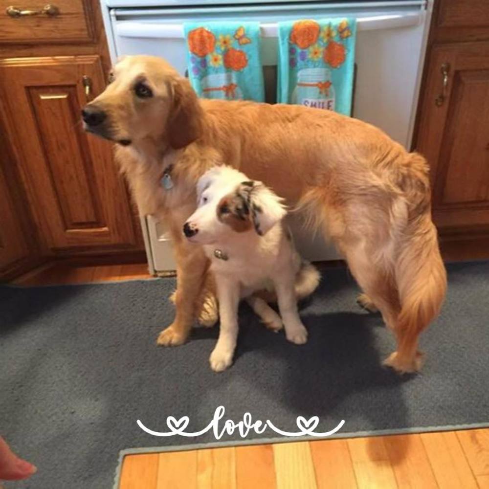 Meet your Posher, Challis